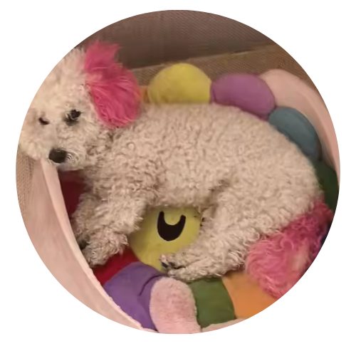 Plush toy with colorful accents and a pink bow in a circular frame