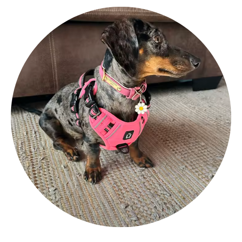 Dog wearing a pink harness on a carpeted floor