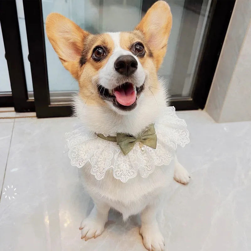 The Sophisticated Pup Collar